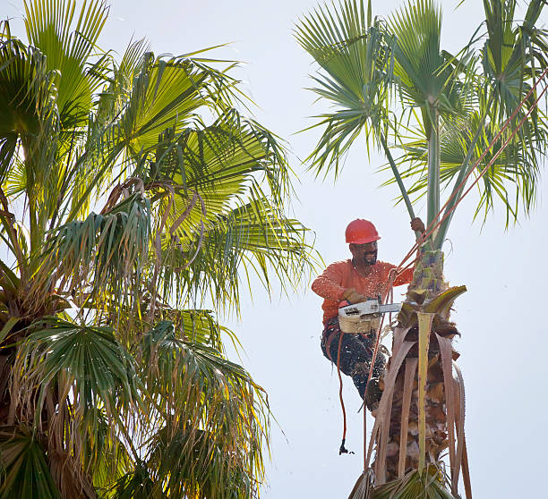 The Steps Involved in Our Tree Care Process in Contra Costa Centre, CA